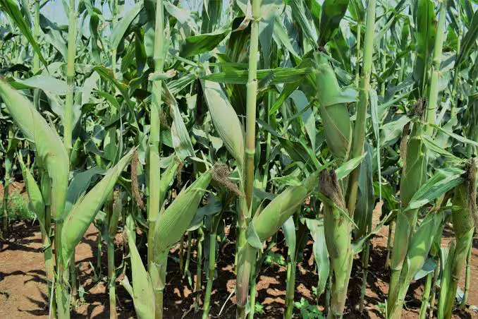 A maize plantation in Kenya PHOTO/Courtesy
