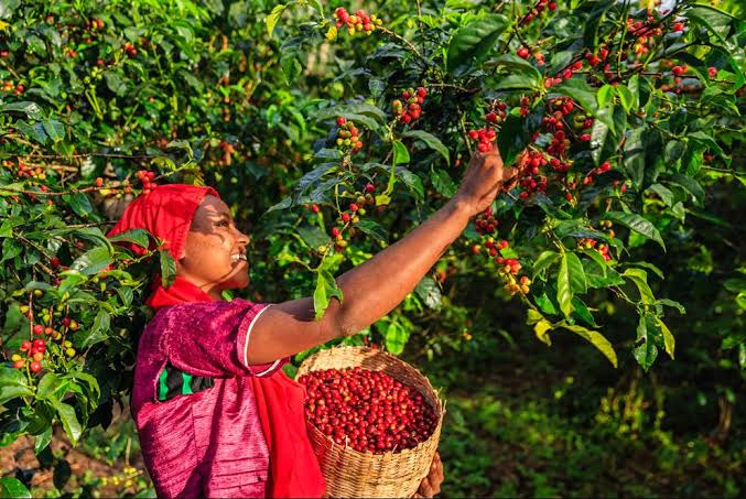 A coffee farmer in Ethiopia PHOTO/Adam Tours