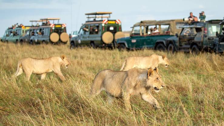 Lions at the Maasai Mara National Park