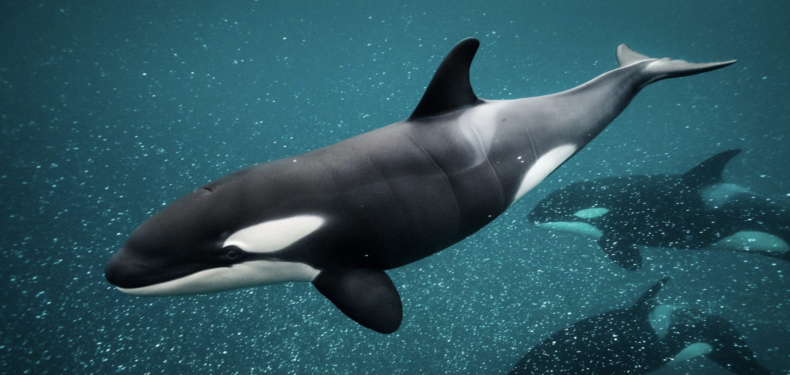 An orca whale PHOTO/Courtesy of Google